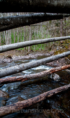 BB 12 0196 / Alnus incana / Gråor